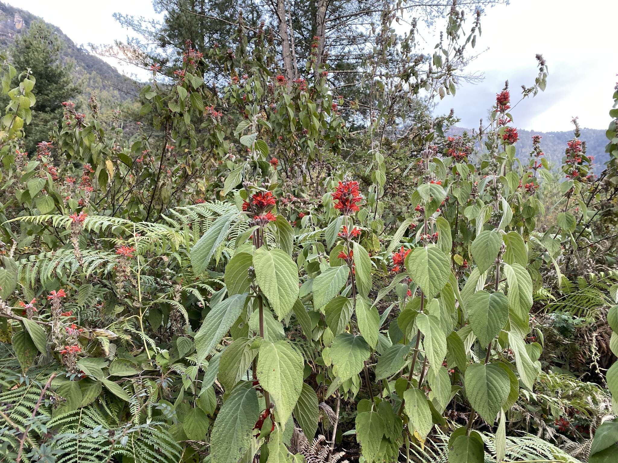 Image of Colquhounia coccinea Wall.