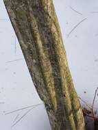Слика од Carpinus caroliniana subsp. virginiana (Marshall) Furlow