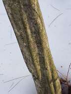 Image of American hornbeam