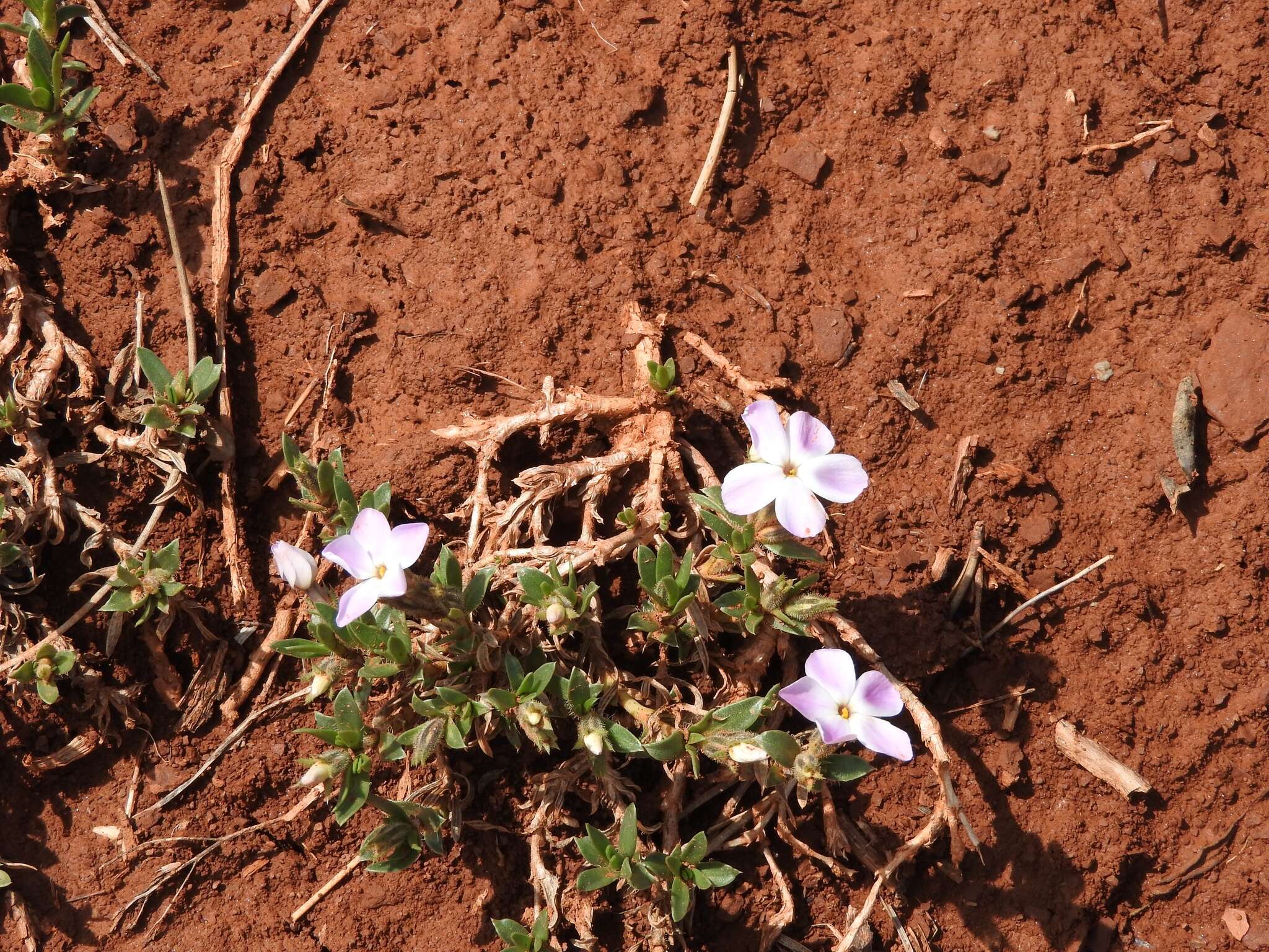 Image of alyssumleaf phlox