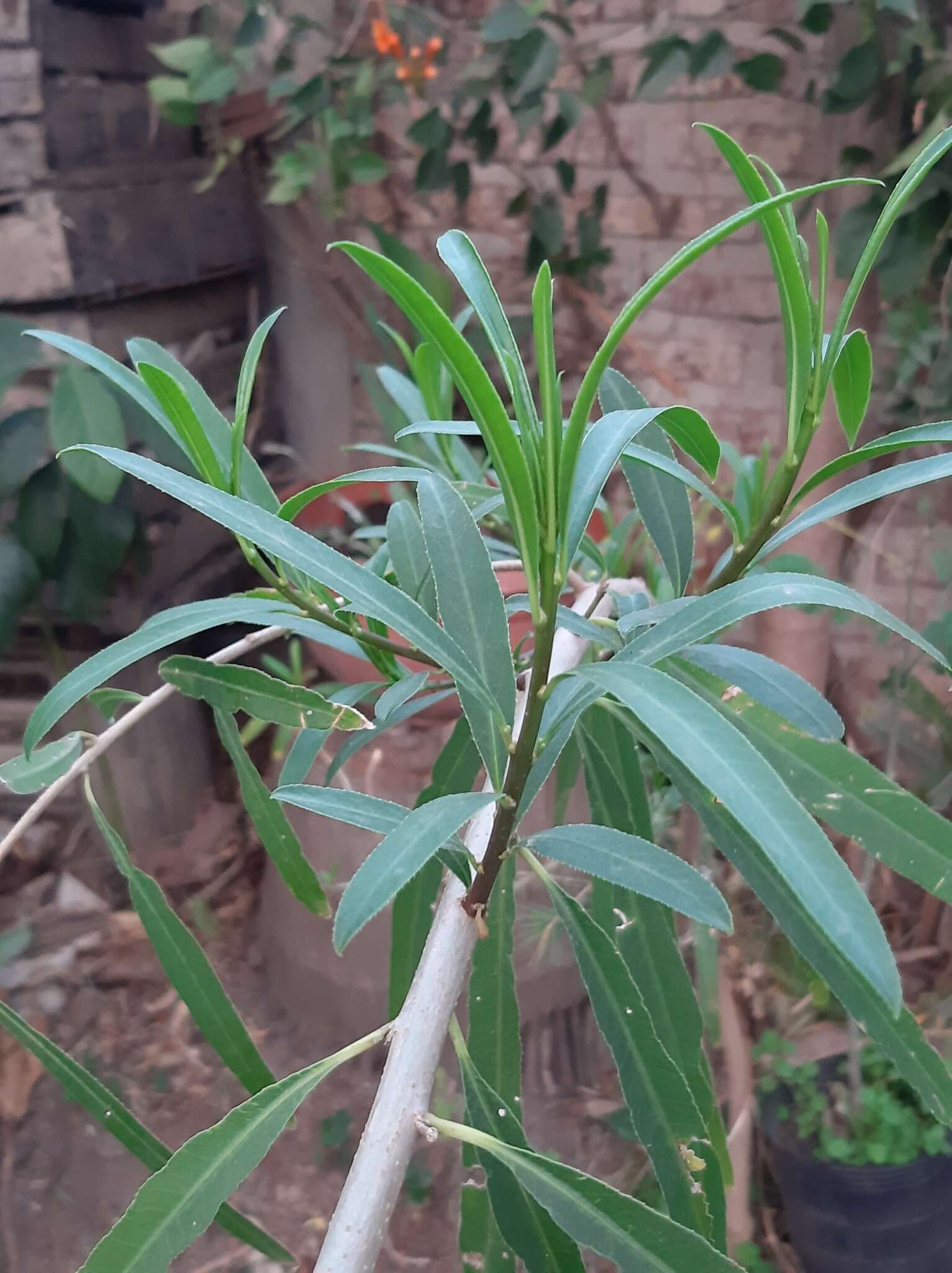 Image of Sapium haematospermum Müll. Arg.