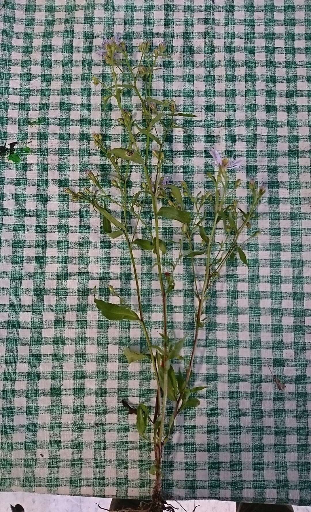 Symphyotrichum lanceolatum var. hesperium (A. Gray) G. L. Nesom的圖片