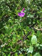 Calopogon tuberosus (L.) Britton, Sterns & Poggenb.的圖片