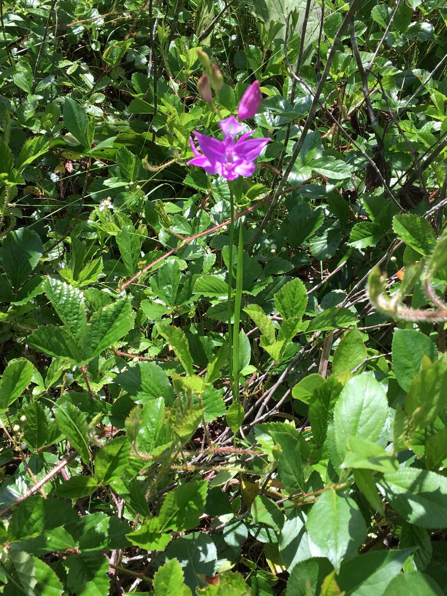 Calopogon tuberosus (L.) Britton, Sterns & Poggenb.的圖片