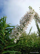 Image de Veronica salicifolia G. Forster