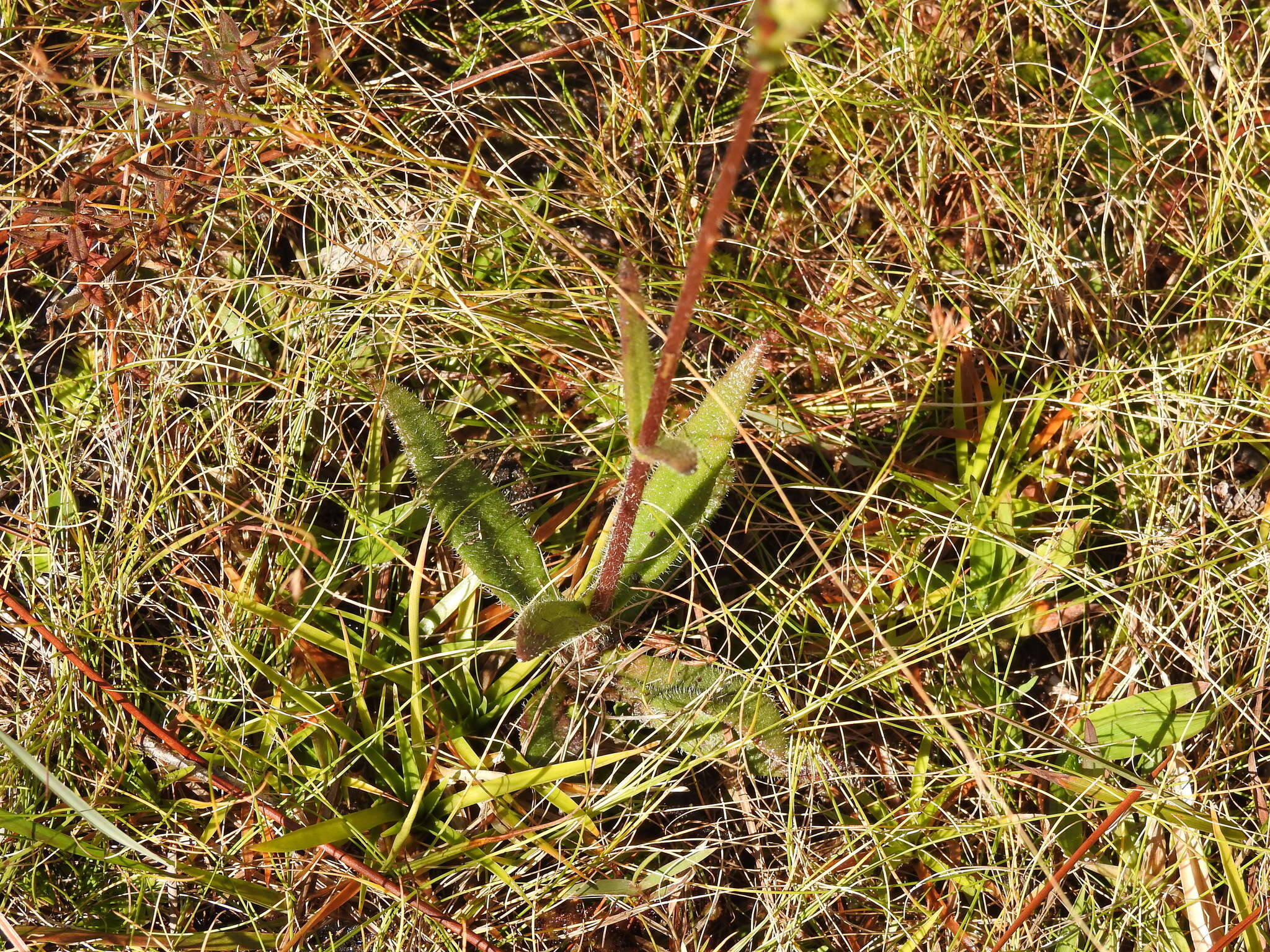 Sivun Helianthus heterophyllus Nutt. kuva