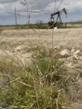 Image of sand muhly