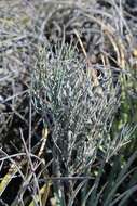 Image of Ephedra compacta Rose