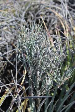 Image of Ephedra compacta Rose