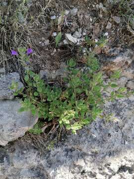 Image of Clinopodium suaveolens (Sm.) Kuntze