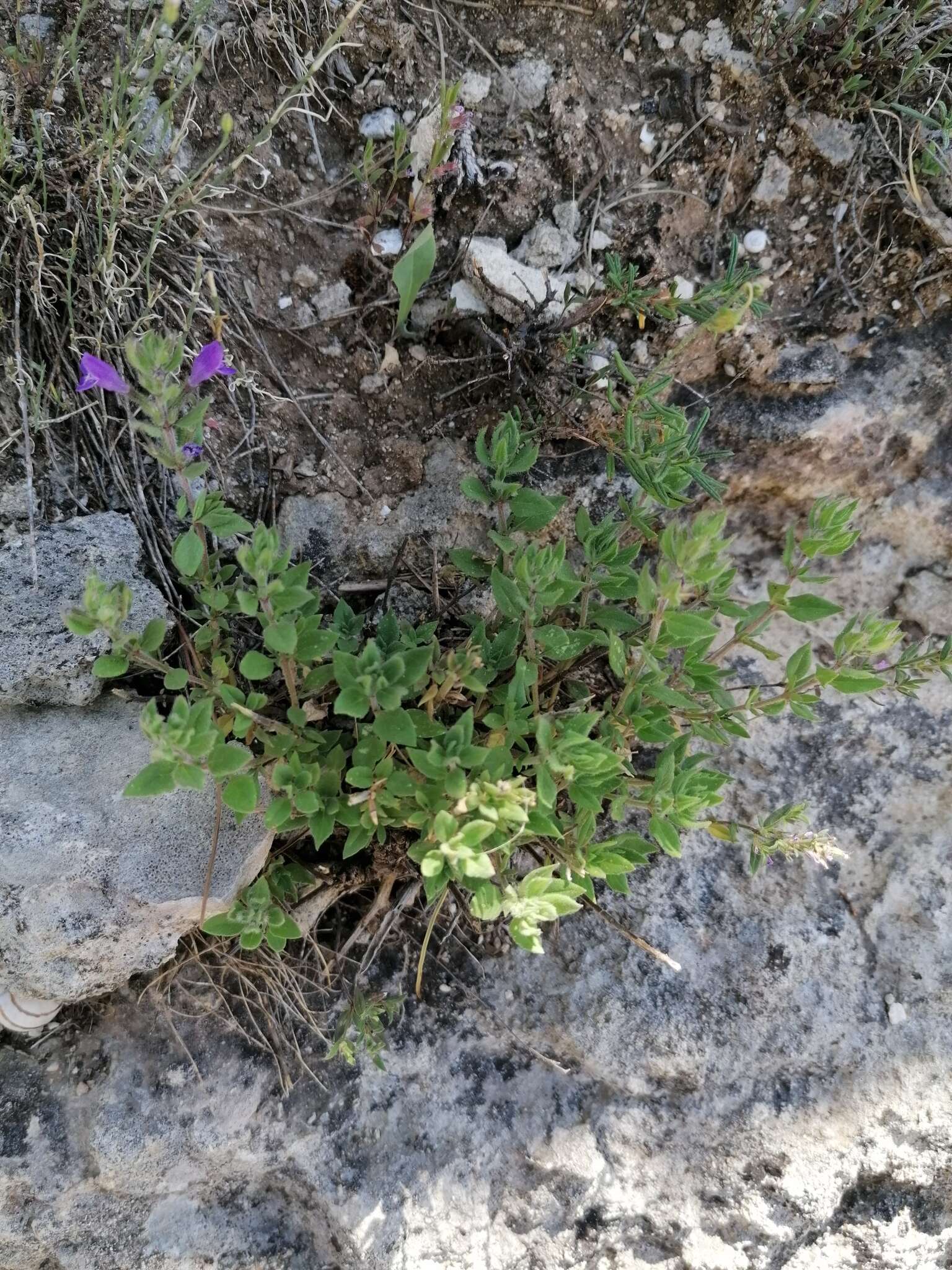 Imagem de Clinopodium suaveolens (Sm.) Kuntze