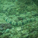 Image of Redsaddled snake eel