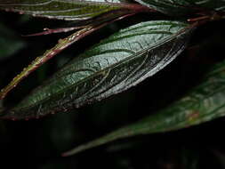 Imagem de Strobilanthes persicifolia (Lindl.) J. R. I. Wood