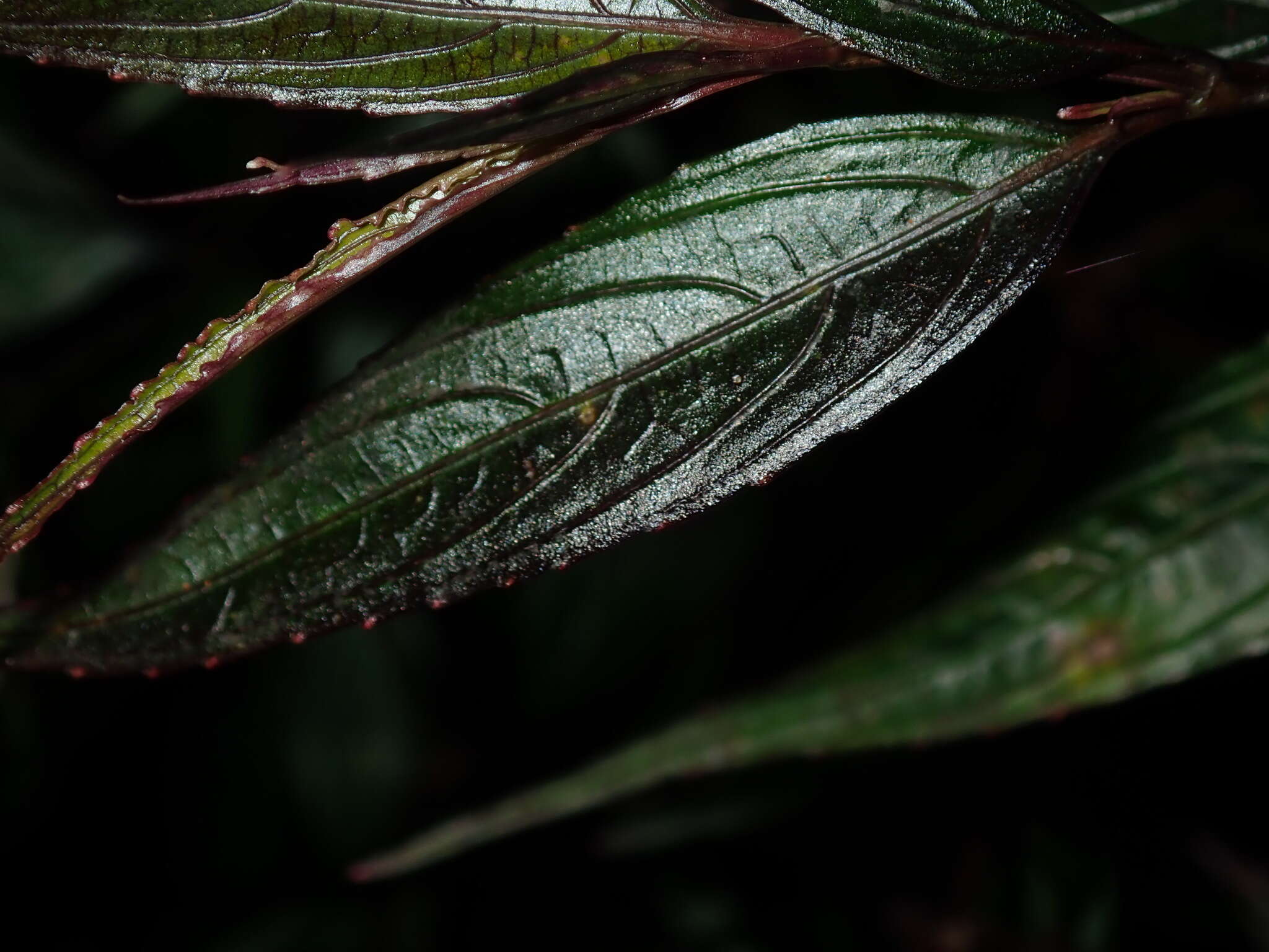 صورة Strobilanthes persicifolia (Lindl.) J. R. I. Wood