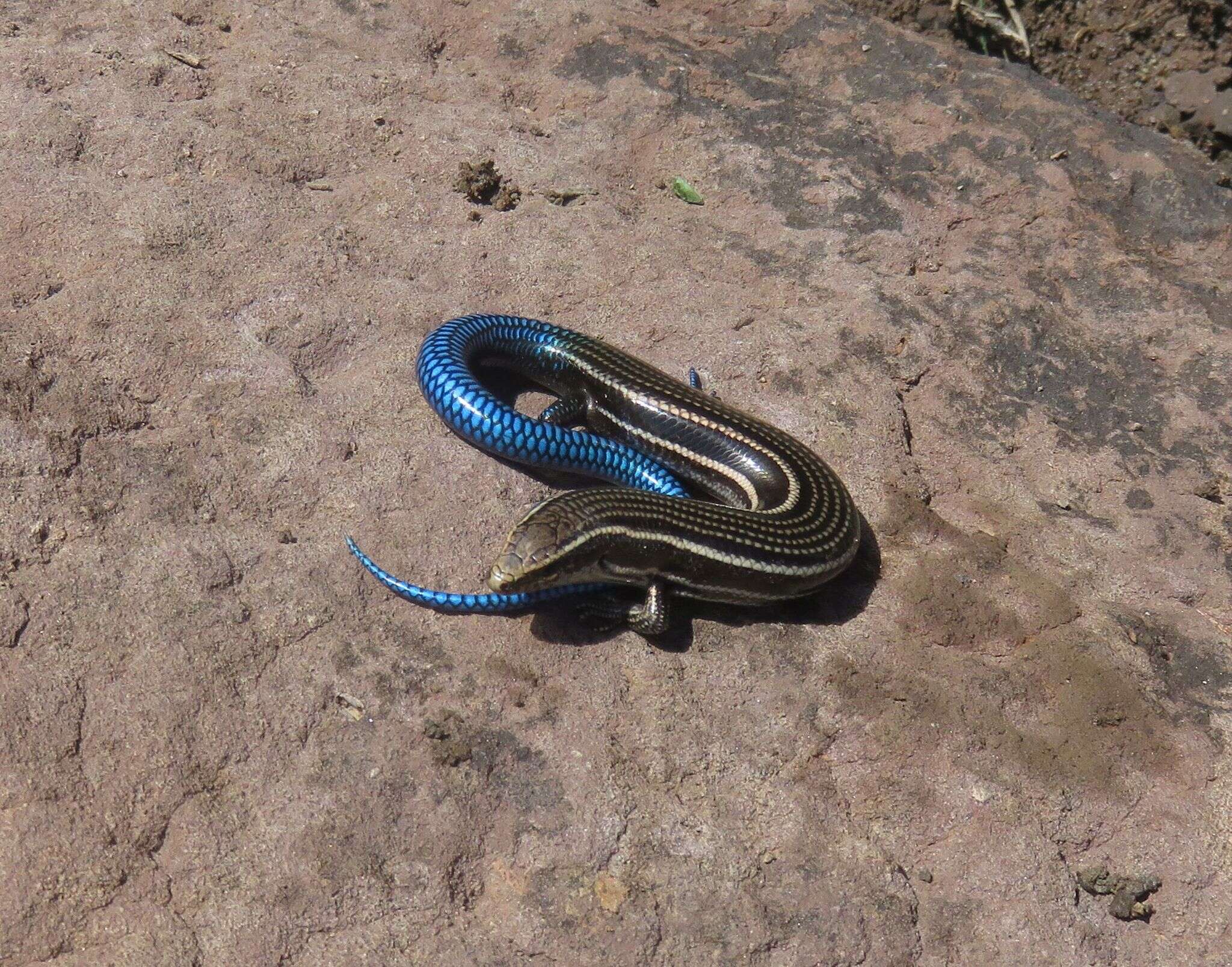 Image of Chalcides sexlineatus sexlineatus Steindachner 1891