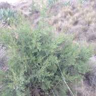 Juniperus deppeana var. deppeana resmi