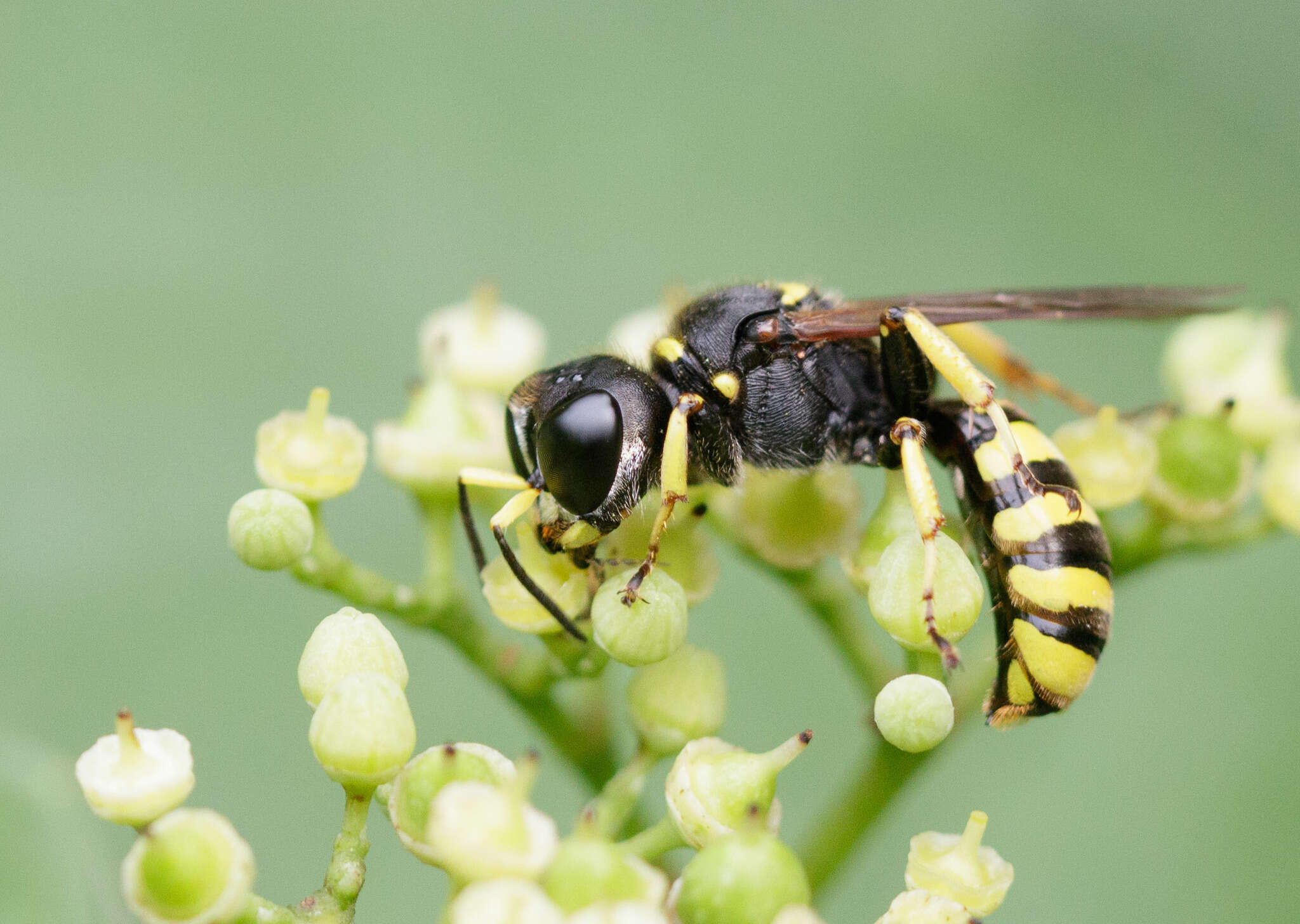 Ectemnius cephalotes (Olivier 1792)的圖片