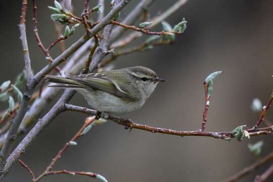 Imagem de Phylloscopus humei (Brooks & WE 1878)