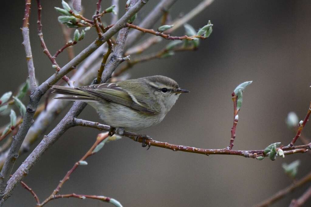 Слика од Phylloscopus humei (Brooks & WE 1878)