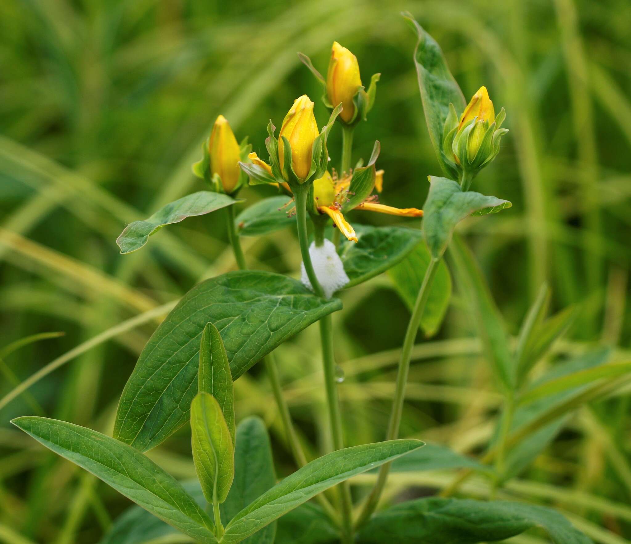 Image de Hypericum ascyron subsp. gebleri (Ledeb.) N. Robson