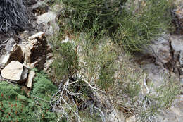 Image of spiny greasebush