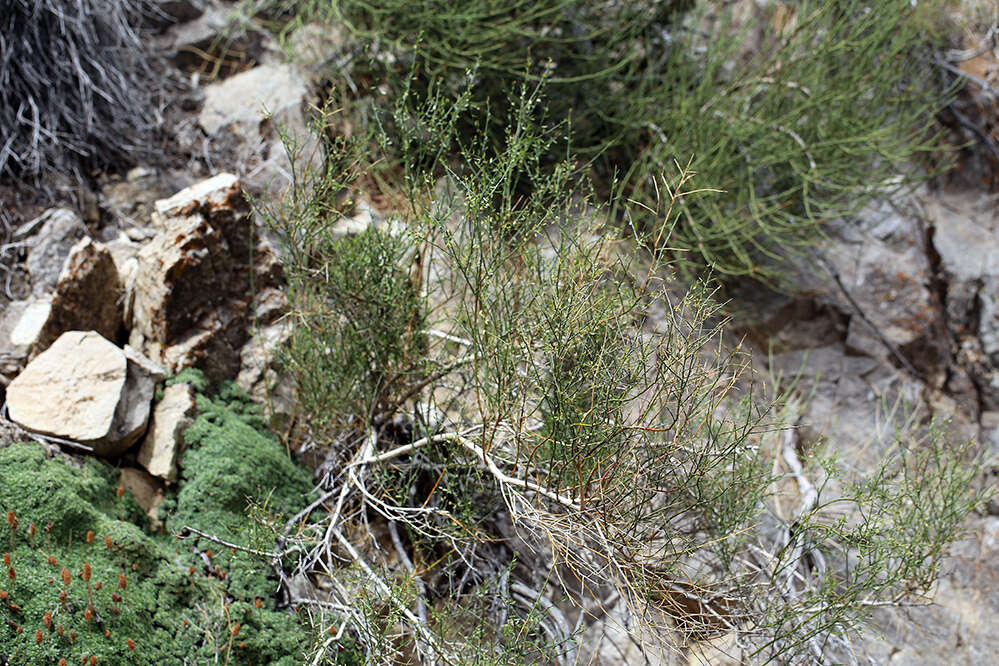 Image de Glossopetalon spinescens var. aridum M. E. Jones