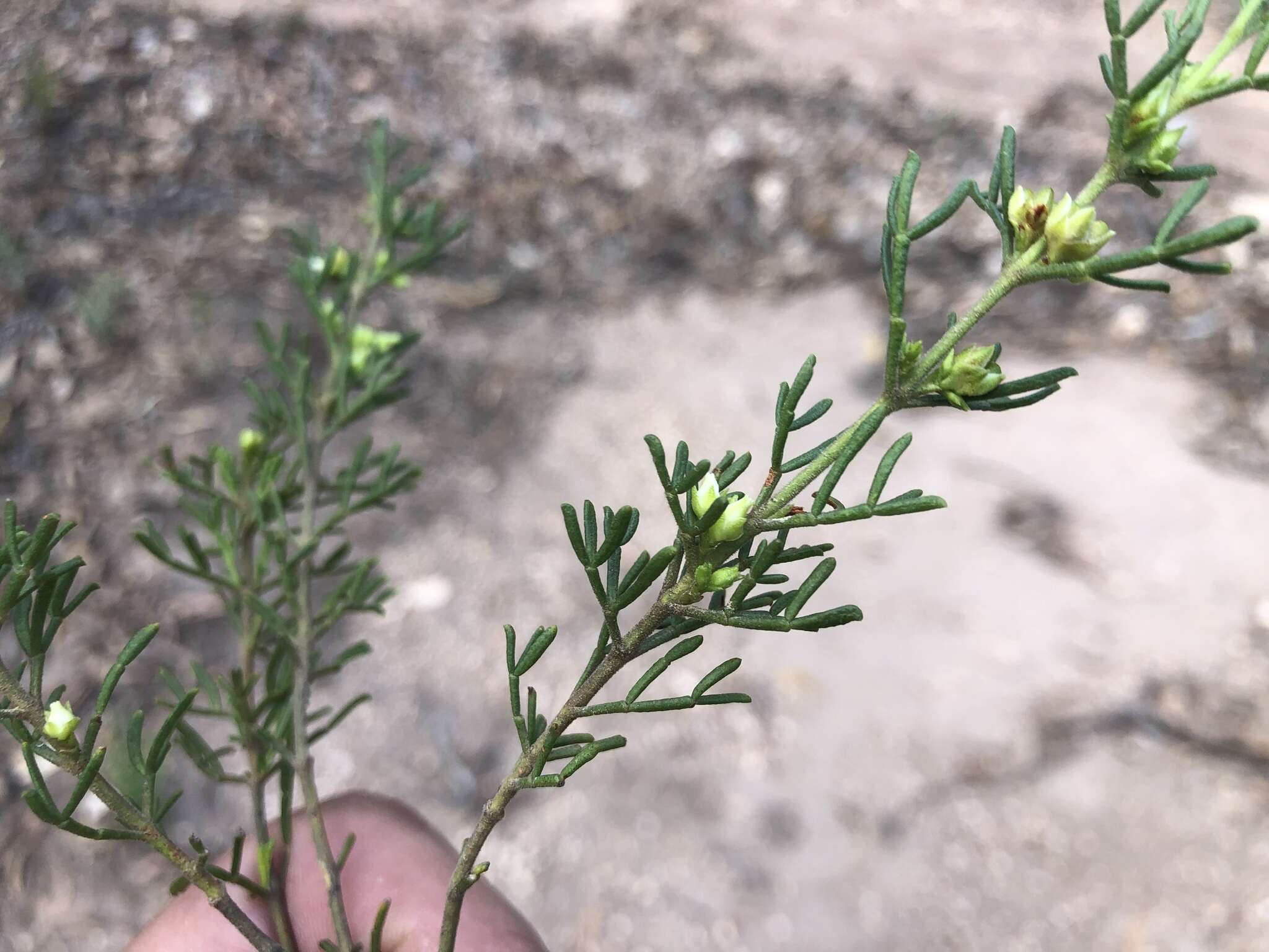 Image of Cyanothamnus occidentalis