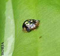 Image of Mottled Tortoise Beetle