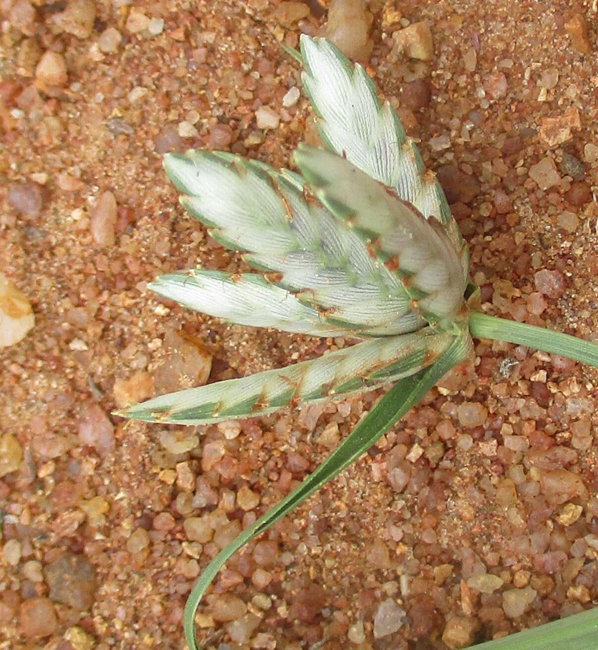 Image of Cyperus margaritaceus Vahl