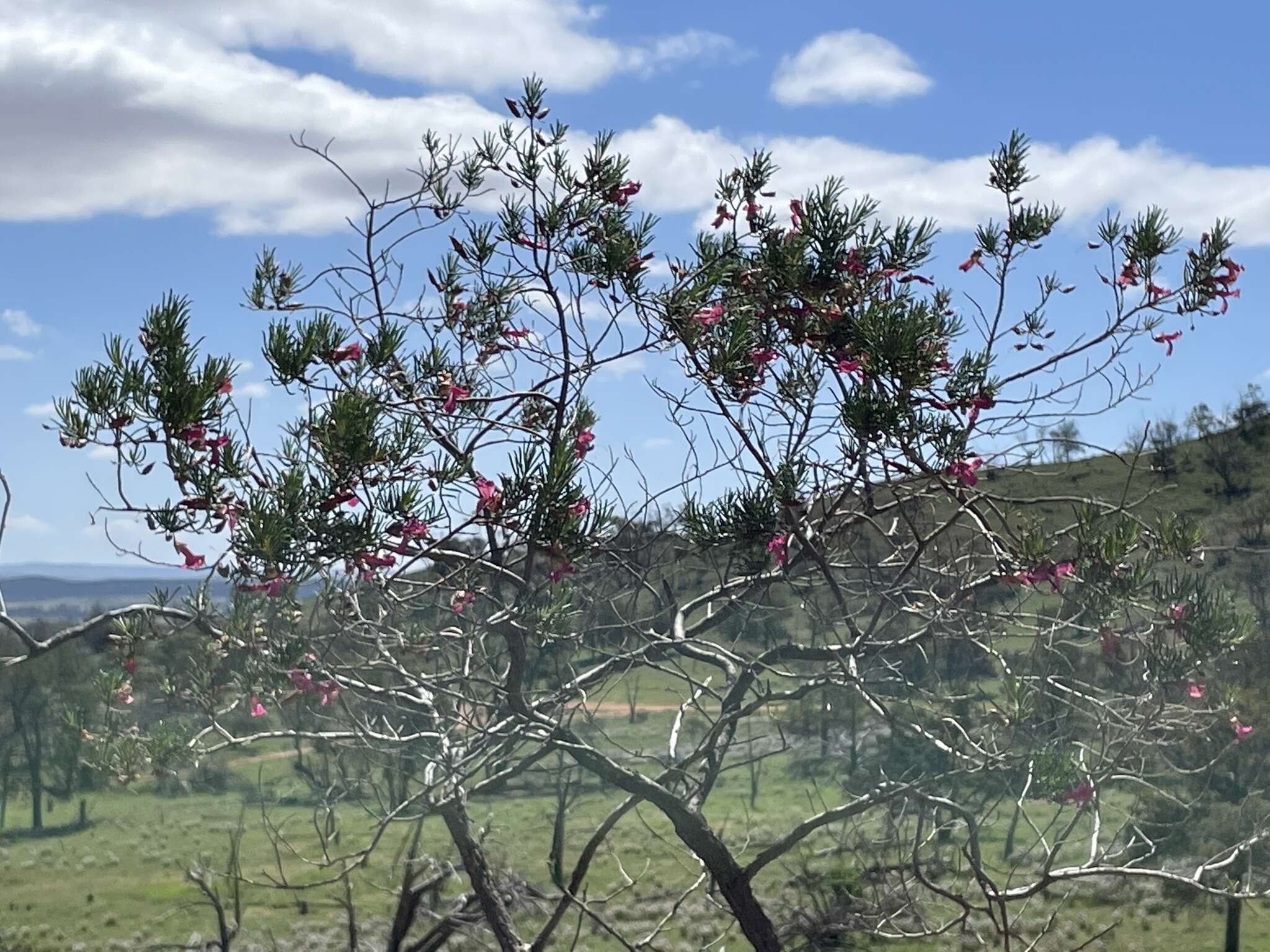 Imagem de Eremophila alternifolia R. Br.