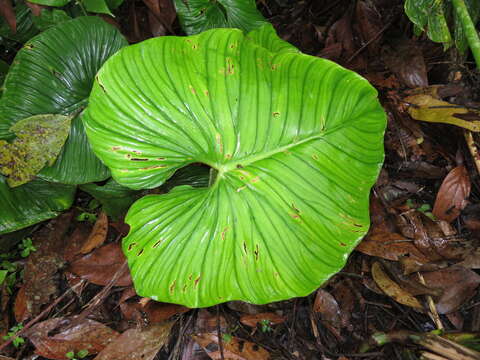 Image of Philodendron mamei André