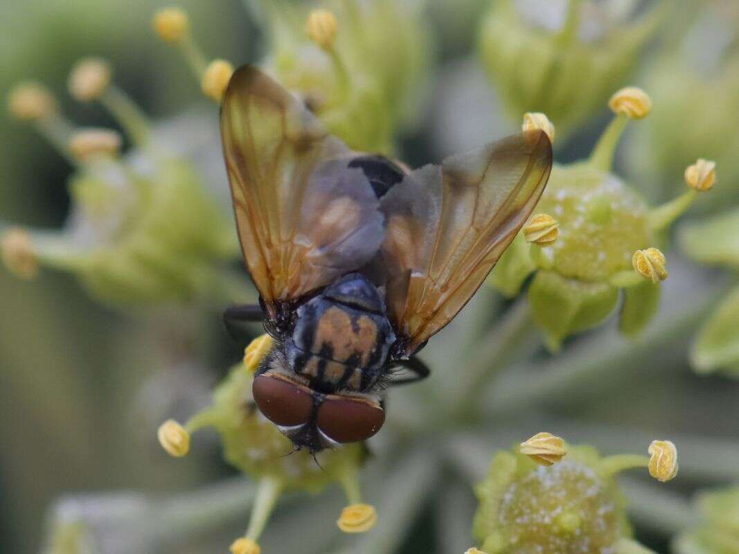 Image of Phasia aurigera (Egger 1860)