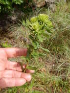 Image of narrowleaf gumweed