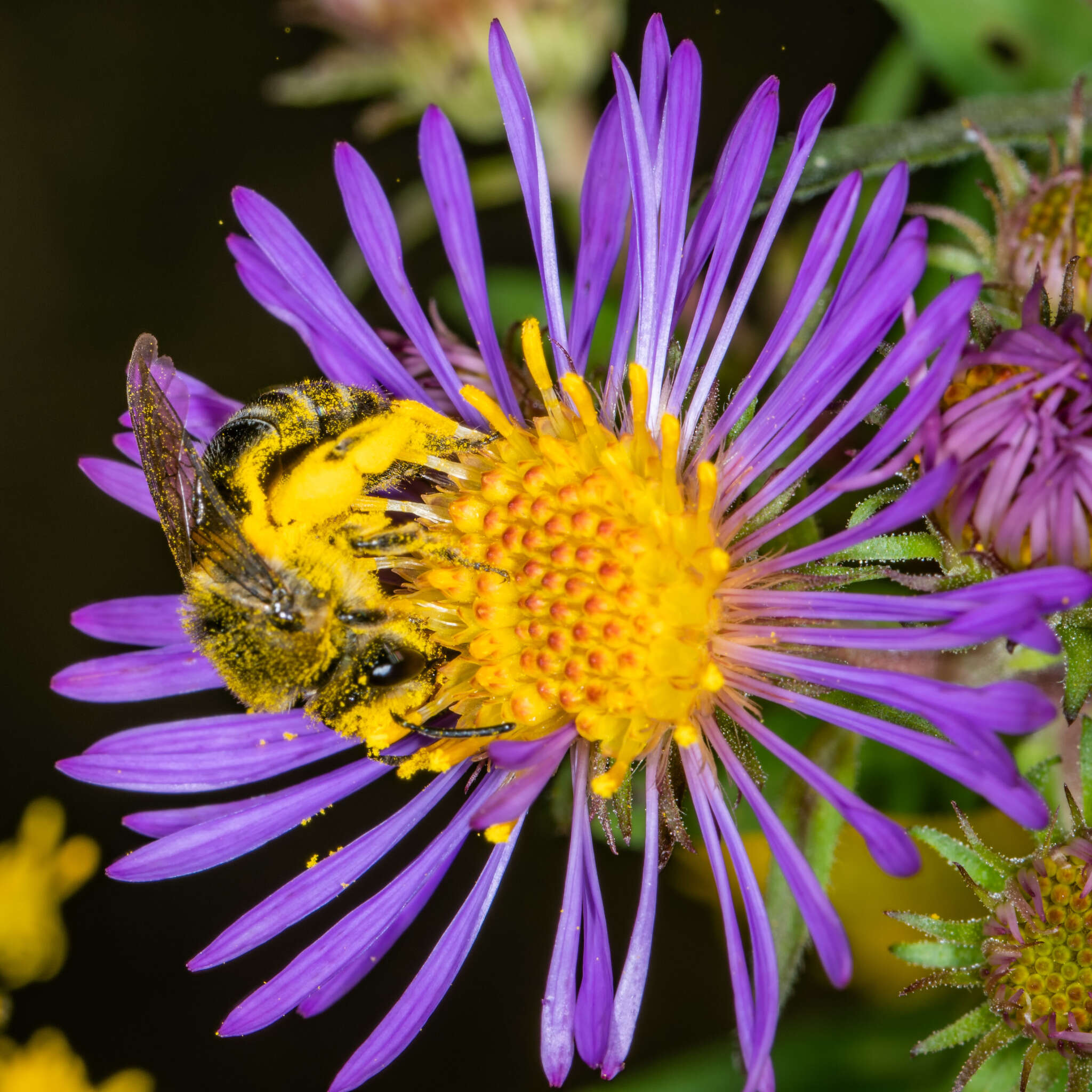 Imagem de Colletes compactus Cresson 1868