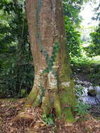 Image de Ormosia coccinea var. subsimplex (Benth.) Rudd