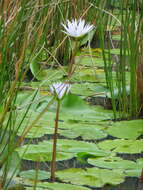 Image of Cape Blue Water-Lily