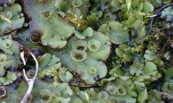 Image of Marchantia polymorpha subsp. ruderalis Bischl. & Boissel.-Dub.