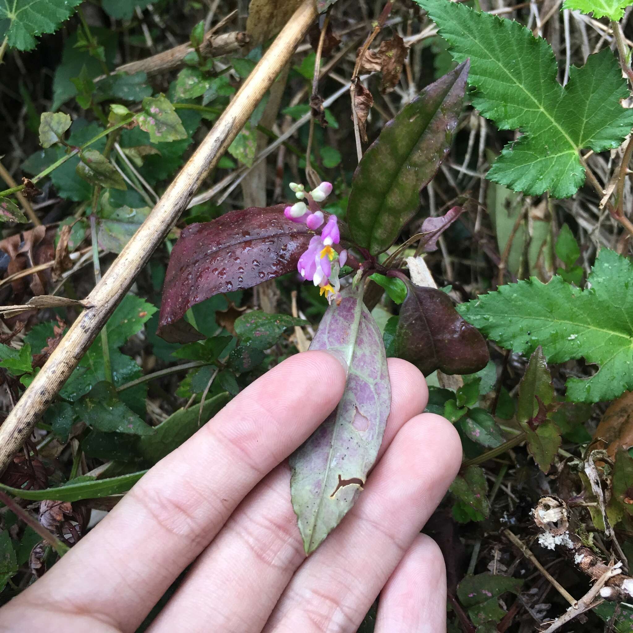 Image of Polygala arcuata Hayata