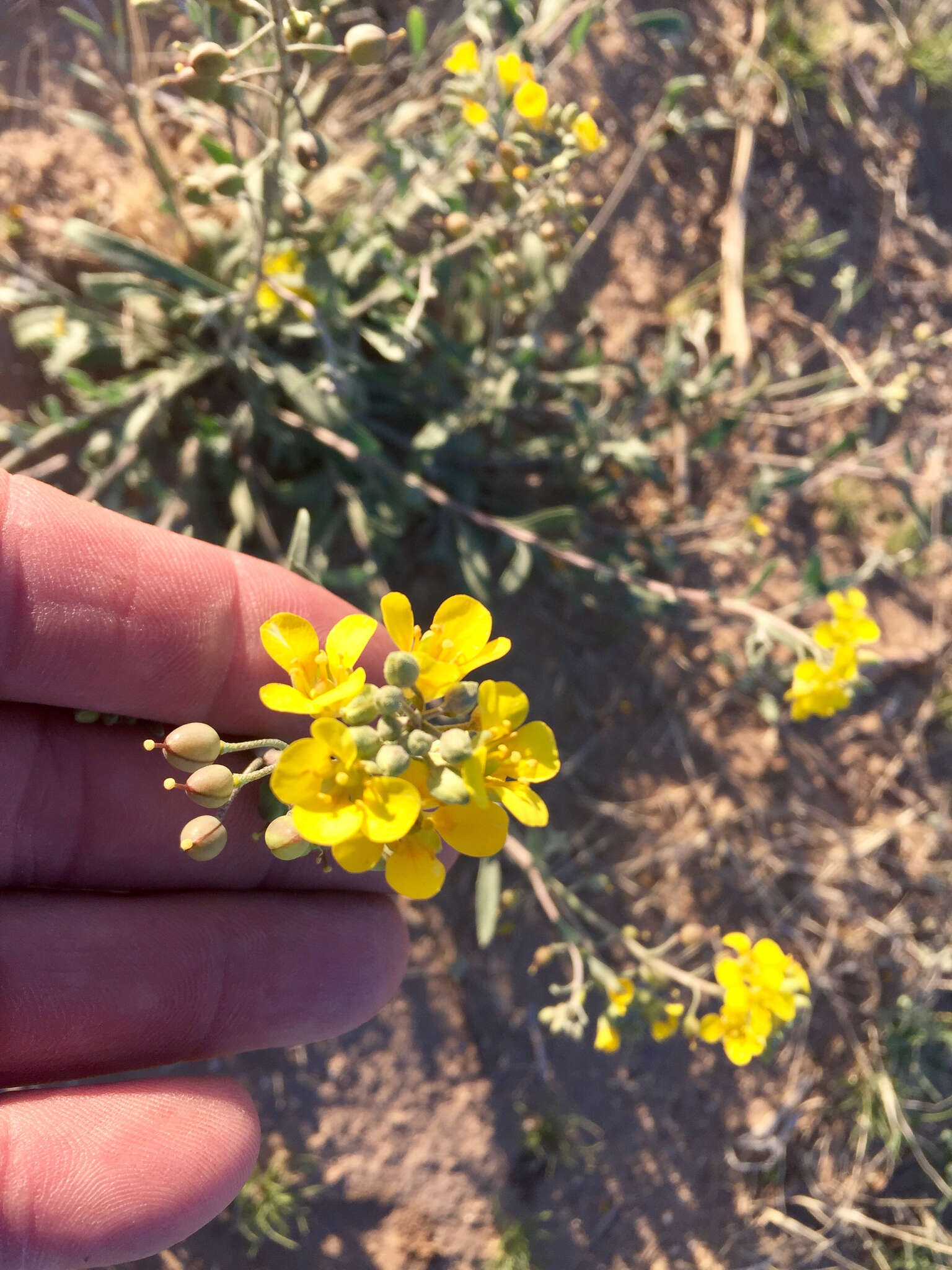 Image de Physaria gordonii (A. Gray) O'Kane & Al-Shehbaz