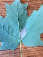 Image of Lesser Maple Leaf Blotch Miner