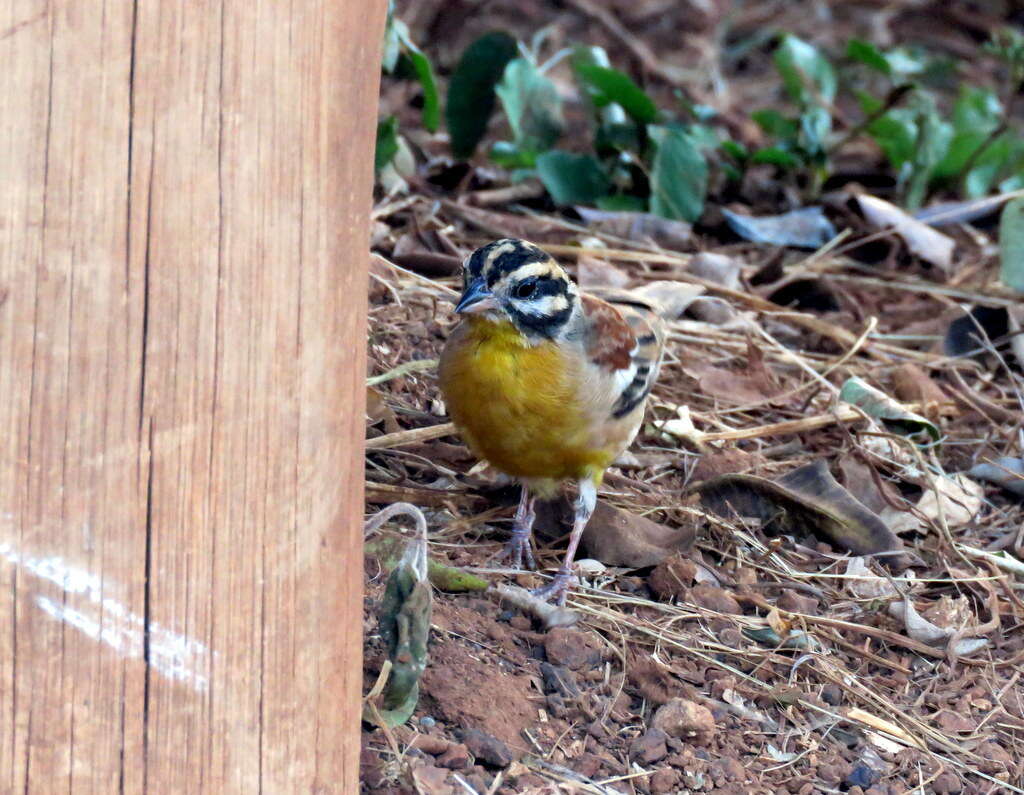 Image of African Golden-breasted Bunting