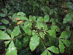 Image of Pseudopanax discolor (Kirk) Harms