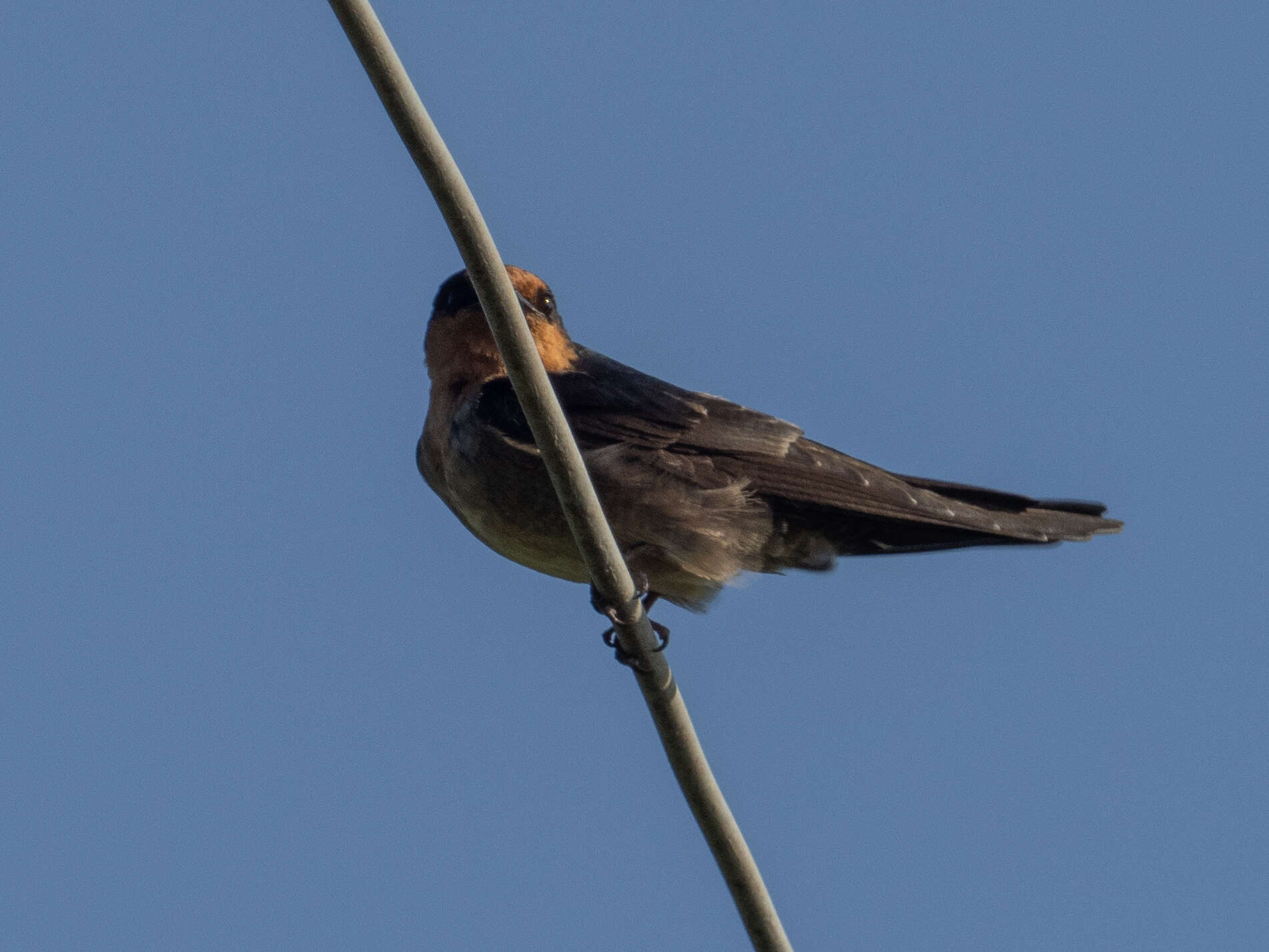 Image of Hill Swallow