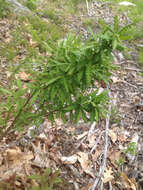 Image of sweet fern