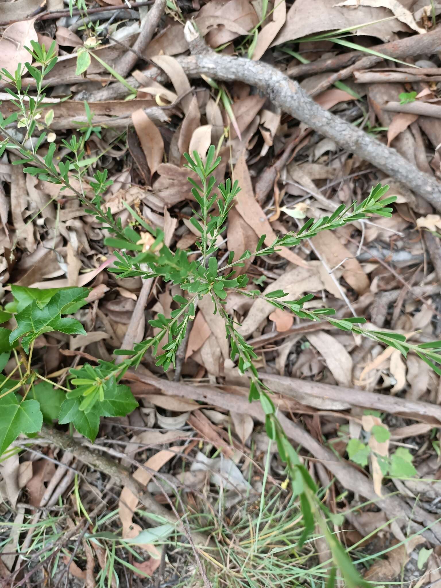 Image of Pultenaea retusa Sm.