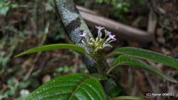 صورة Phyllopentas austro-orientalis (Homolle & Verdc.) Kårehed & B. Bremer