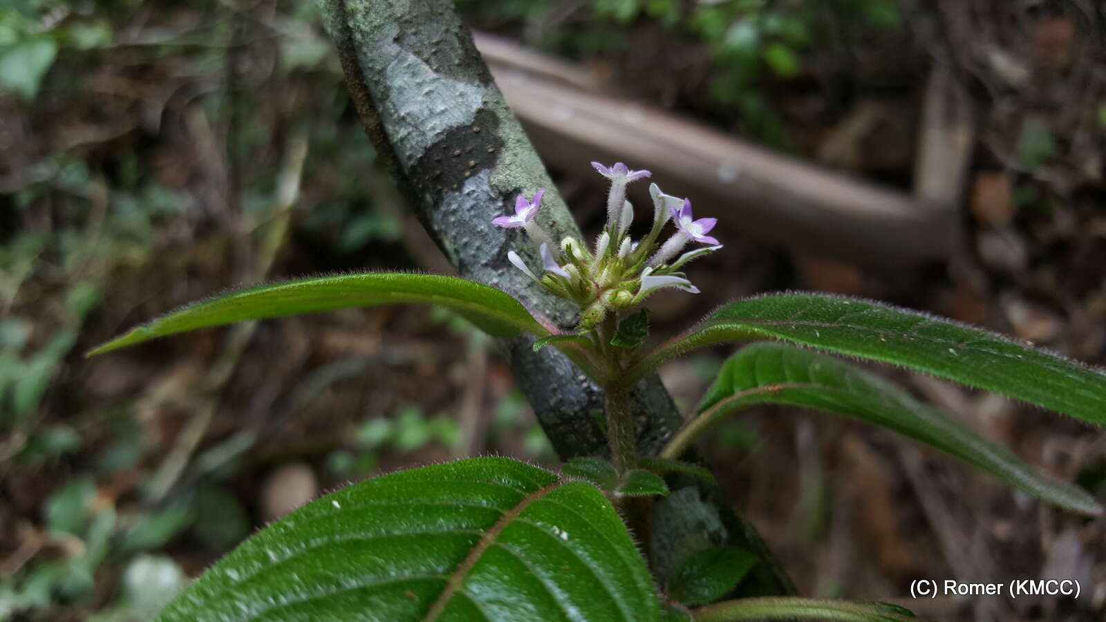 صورة Phyllopentas austro-orientalis (Homolle & Verdc.) Kårehed & B. Bremer