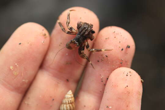 Image of Hairy Hermit Crab