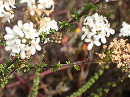 Image of Selago brevifolia Rolfe