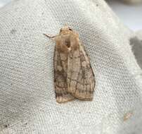 Image of six-striped rustic